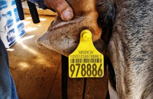 Até 2032 todos os pecuaristas do Brasil serão obrigados a individualizar cada boi ou búfalo através do uso elementos de identificação individual (brinco e botton). - Foto por: Estevão Galhego Mari