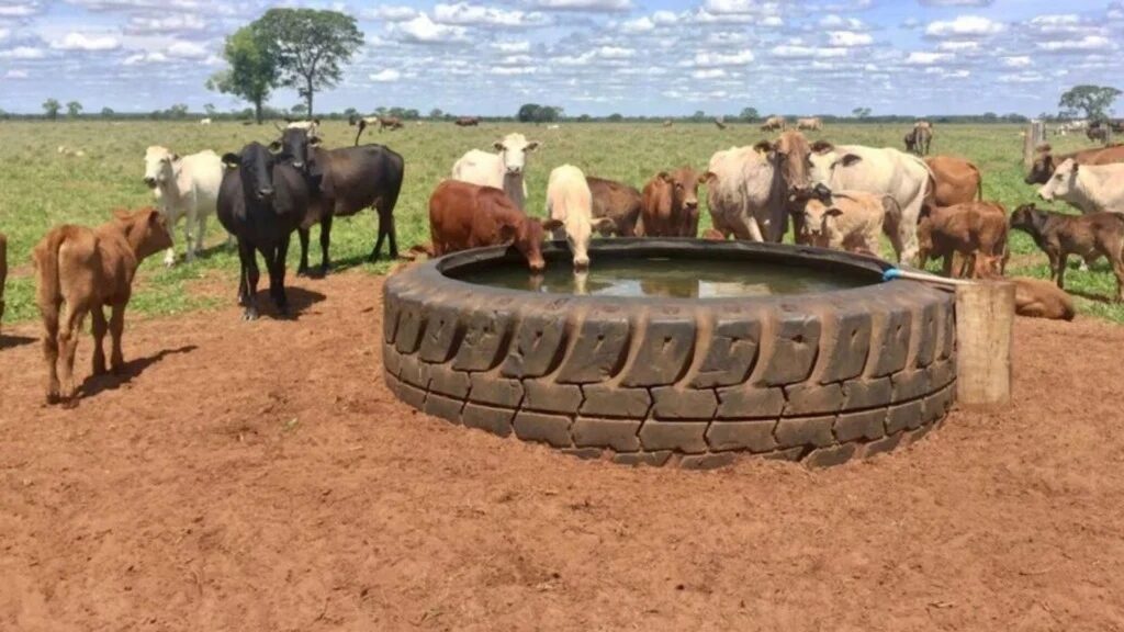 Açude ou bebedouro artificial: veja qual oferece mais vantagens para o gado