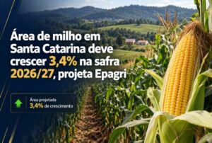 Área de milho em Santa Catarina deve crescer 3,4% na safra 2026/27, projeta Epagri