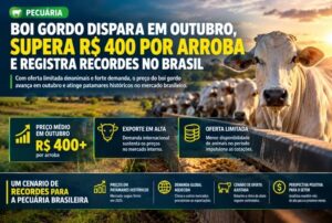 Boi gordo dispara em outubro, supera R$ 400 por arroba e registra recordes no Brasil