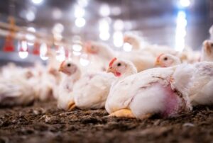 Bronquite infecciosa aviária pode reduzir produção de ovos em até 70% e comprometer o desempenho das aves