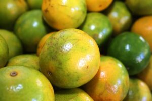 Contratações na citricultura crescem quase 10% no Brasil