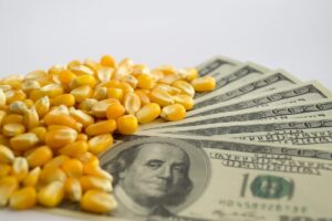Dólar mais alto deve favorecer preços do milho nos portos e na B3