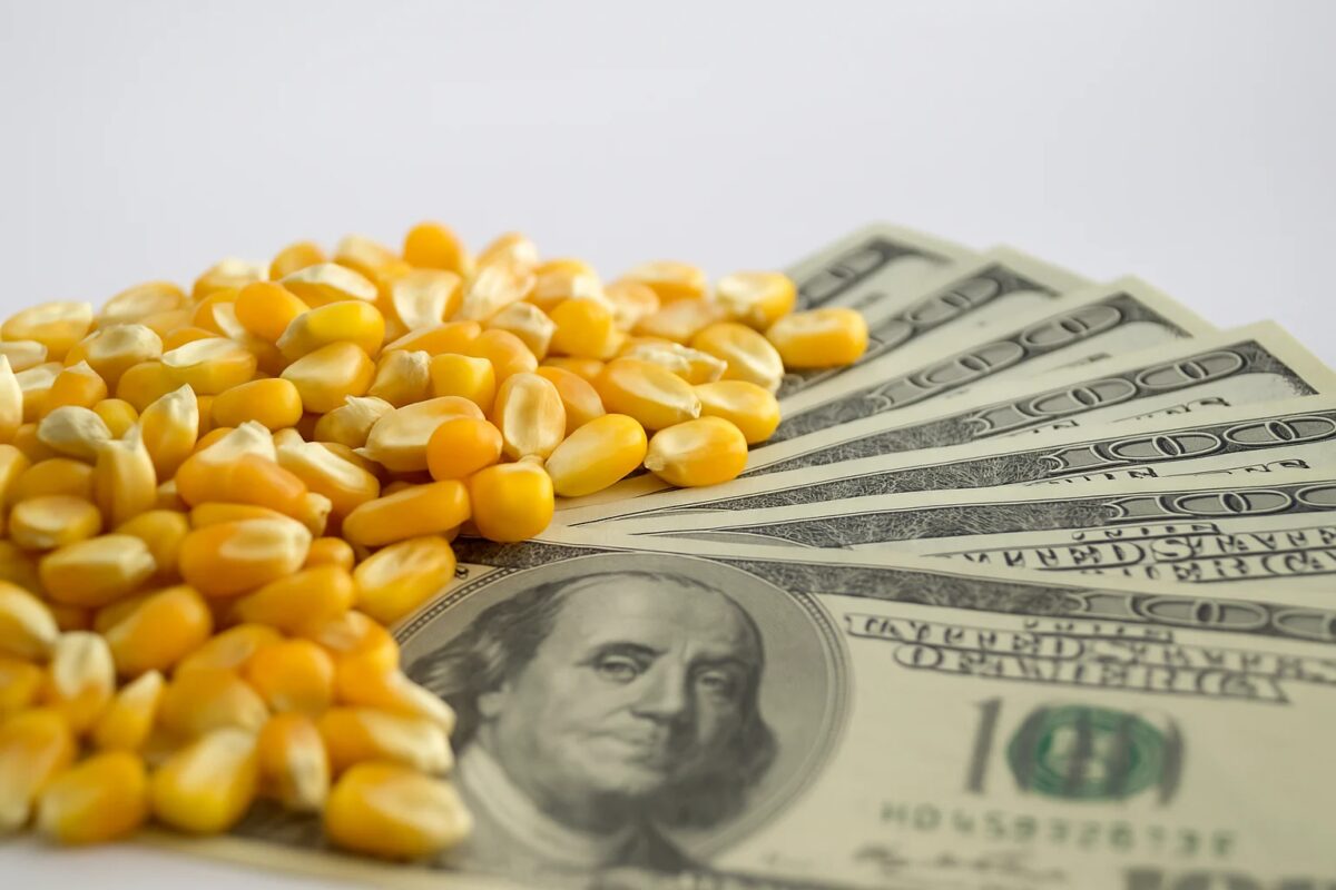 Dólar mais alto deve favorecer preços do milho nos portos e na B3