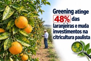 Greening atinge 48% das laranjeiras e muda investimentos na citricultura paulista