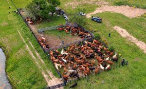 Pecuarista de 91 anos sofre golpe e tem mais de 2.300 cabeças de gado furtadas