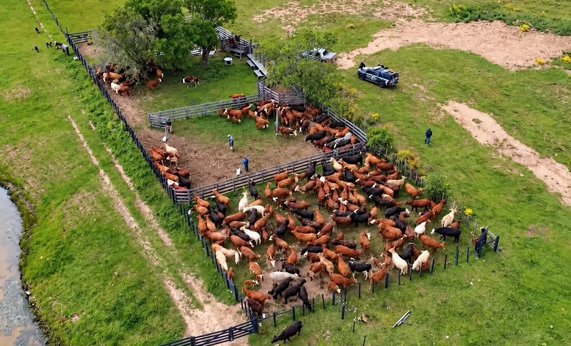 Pecuarista de 91 anos sofre golpe e tem mais de 2.300 cabeças de gado furtadas