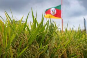 Preço do arroz no RS se mantém em R$ 84,05 com oferta restrita e compras cautelosas
