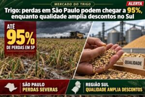 Trigo: perdas em São Paulo podem chegar a 95%, enquanto qualidade amplia descontos no Sul